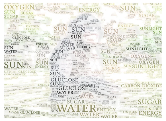 photosynthesis-christopher carswell word cloud art