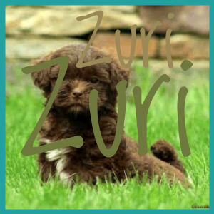 Shih Poo, The Cutest Dog Breed In The World word cloud art