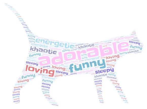 cats word cloud art